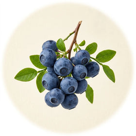 Bilberry Extract