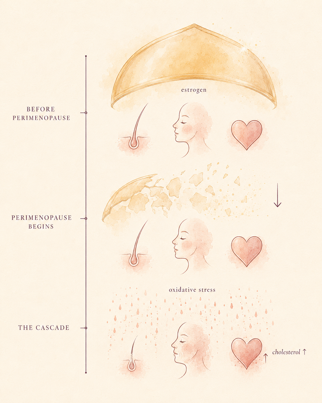 Three-stage diagram: estrogen present and protecting hair, skin, and cardiovascular systems; estrogen declining in perimenopause; oxidative damage reaching all three systems simultaneously.