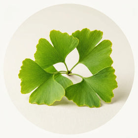 Ginkgo Biloba Extract