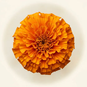Meso-Zeaxanthin